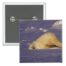 NA, Canada, Manitoba, Churchill, Polar bear Pins