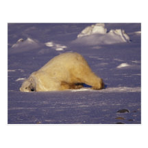NA, Canada, Manitoba, Churchill, Polar bear Postcard