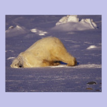 NA, Canada, Manitoba, Churchill, Polar bear posters
