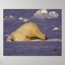 NA, Canada, Manitoba, Churchill, Polar bear Print