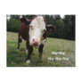 Na Na! Funny Cow Sticks Out Tongue Post Cards