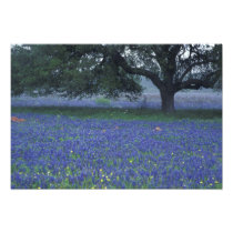 NA, Texas, Devine, Oak and blue bonnets