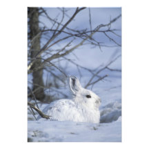 NA, USA, Alaska. Arctic National Wildlife Photo