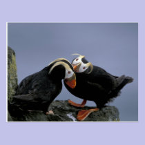 NA, USA, Alaska, Bering Sea, Pribilofs. Tufted postcards
