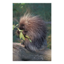 NA, USA, Alaska, Captive porcupine