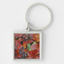 NA, USA, Alaska. Denali National Park. Bearberry Key Chains