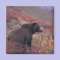 NA, USA, Alaska, Denali NP. A female grizzly magnets