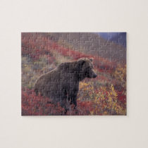 NA, USA, Alaska, Denali NP. A female grizzly puzzles