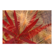 NA, USA, Alaska, Denali NP, Fireweed and wild Art Photo