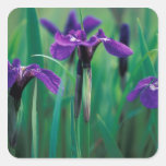 NA, USA, Alaska, Knight Island, Wild iris Square Sticker