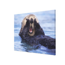 NA, USA, Alaska. Sea otters are the largest Stretched Canvas Print