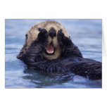 NA, USA, Alaska. Sea otters are the largest Cards