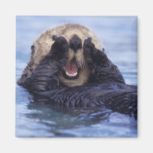 NA, USA, Alaska. Sea otters are the largest Fridge Magnets