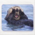 NA, USA, Alaska. Sea otters are the largest Mousepad