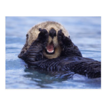 NA, USA, Alaska. Sea otters are the largest Post Card