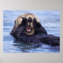 NA, USA, Alaska. Sea otters are the largest