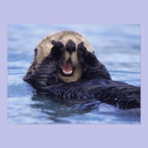 NA, USA, Alaska. Sea otters are the largest posters
