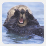 NA, USA, Alaska. Sea otters are the largest Square Stickers