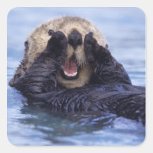 NA, USA, Alaska. Sea otters are the largest Square Stickers