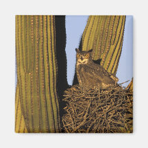 NA, USA, Arizona, Tucson. Great horned owl on Magnet