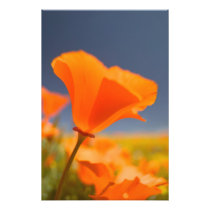 NA, USA, CA, Lancaster, Antelope Valley, CA