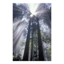 NA, USA, California. Del Norte Coast State 2 Photo Art