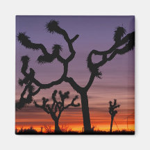 NA, USA, California. Joshua Tree National Magnets