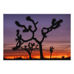 NA, USA, California. Joshua Tree National Photo Print