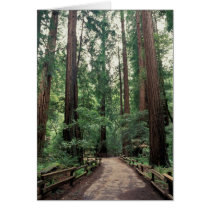 NA, USA, California, Marin County, Muir Woods Greeting Card