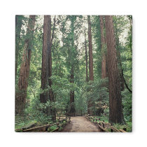 NA, USA, California, Marin County, Muir Woods Refrigerator Magnets