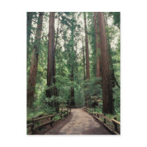NA, USA, California, Marin County, Muir Woods Post Card