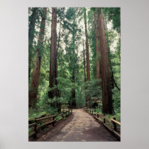 NA, USA, California, Marin County, Muir Woods