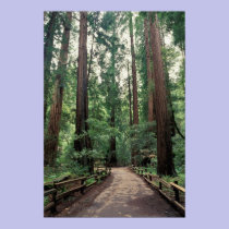 NA, USA, California, Marin County, Muir Woods posters