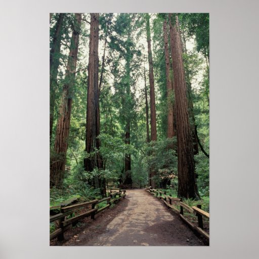 NA, USA, California, Marin County, Muir Woods Poster
