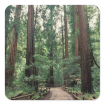 NA, USA, California, Marin County, Muir Woods Sticker