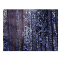 NA, USA, California. Sequoia National Park. 2 Post Cards