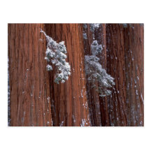 NA, USA, California. Sequoia National Park. Postcards