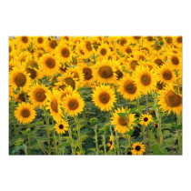 Na, USA, Colorado, Sunflowers