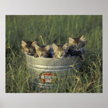 NA, USA, Florida, rural Florida. Eight-week-old Poster