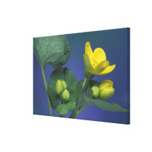 NA, USA, Michigan, Rochester Hills. Marsh Stretched Canvas Prints