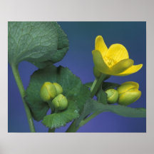 NA, USA, Michigan, Rochester Hills. Marsh Posters