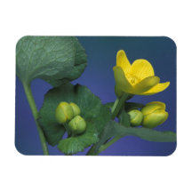 NA, USA, Michigan, Rochester Hills. Marsh Rectangular Magnets