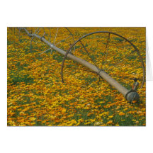 NA, USA, Oregon. Watering system in field of Card