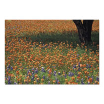 NA, USA, Texas, Hill Country, Paint brush and
