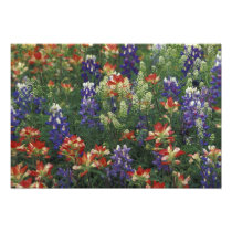 NA, USA, Texas, near Marble Falls, Paint brush