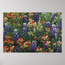 NA, USA, Texas, near Marble Falls, Paint brush