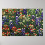 NA, USA, Texas, near Marble Falls, Paint brush Posters
