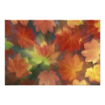 NA, USA, Washington, Issaquah, Vine maple Art Photo