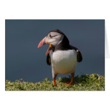 Nagging Puffin Greeting Card