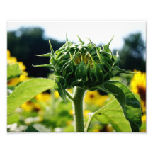 Naissance 10 x de tournesol épreuve photographique